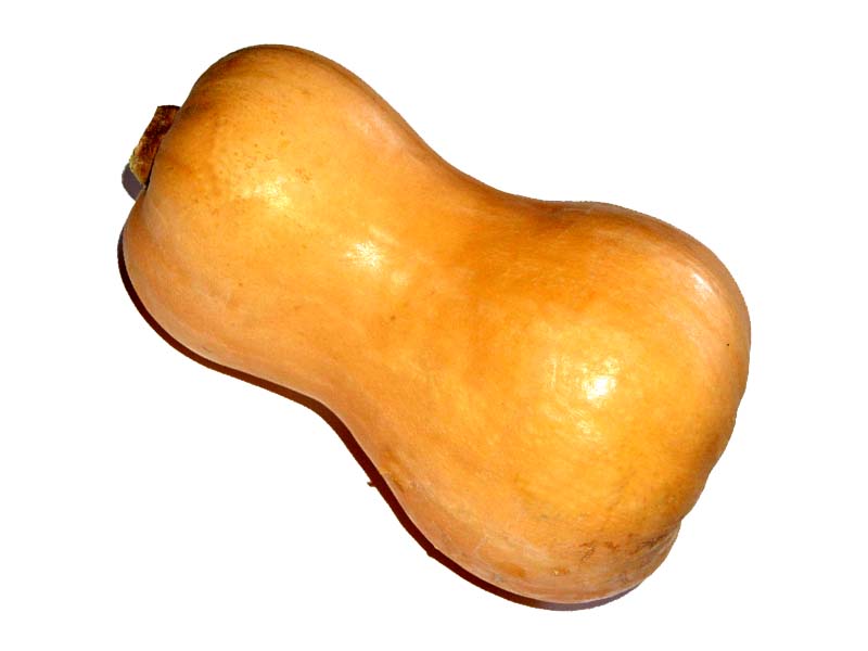 Zucca