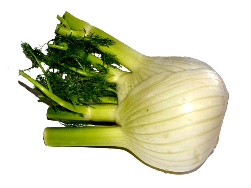 Fennel