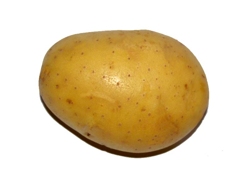 Potato